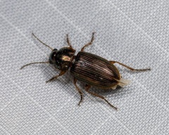 Anisodactylus laetus