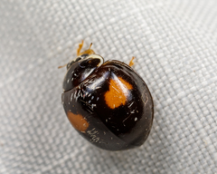 Olla v-nigrum