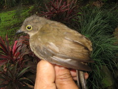 Brachypodius urostictus