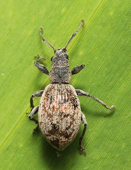 Phyllobius claviger