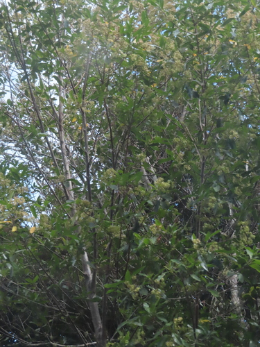 Image of Caldcluvia paniculata by (c) Eric Schmidt, some rights reserved (CC BY)
