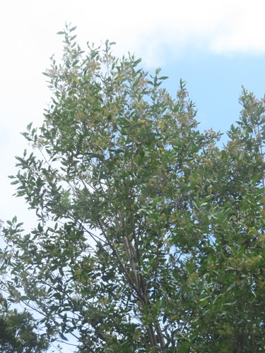 Image of Caldcluvia paniculata by (c) Eric Schmidt, some rights reserved (CC BY)