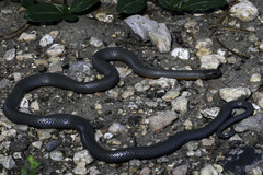 Diadophis punctatus regalis