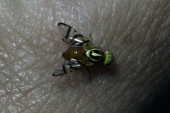 Zonosemata vittigera