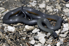 Diadophis punctatus regalis