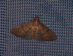 Psara obscuralis