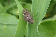 Tetrix japonica