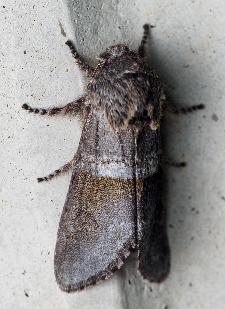 Gray Sallow