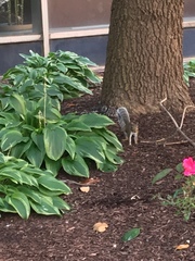Sciurus carolinensis