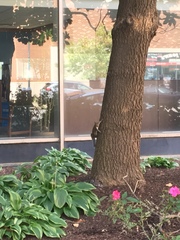 Sciurus carolinensis