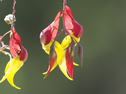 Crotalaria grevei