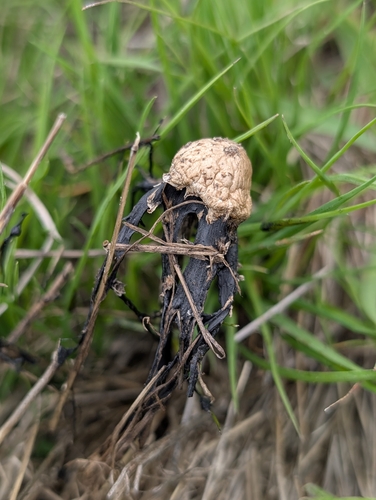 iNaturalist observation photo of inky caps