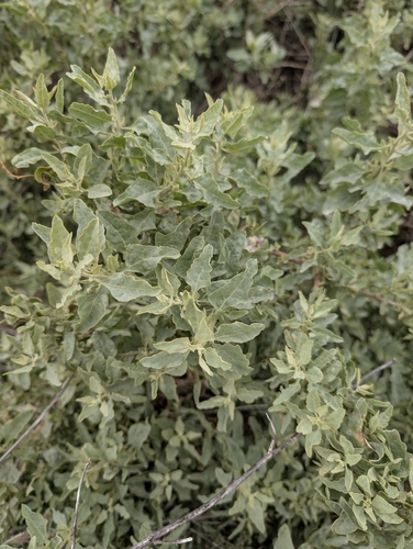 iNaturalist observation photo of big saltbush
