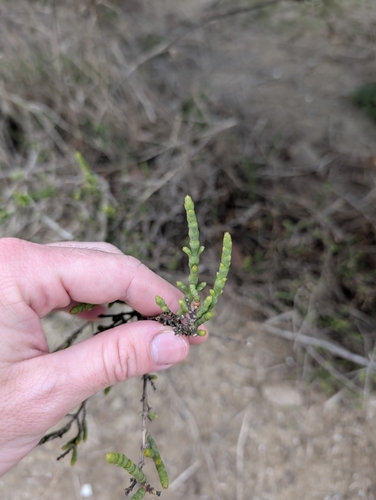 iNaturalist observation photo of Parish's glasswort