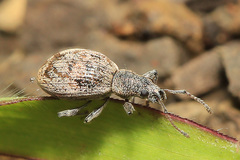 Phyllobius claviger
