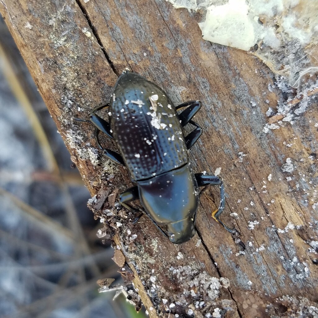 Polopinus ingens