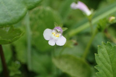 Mazus pumilus