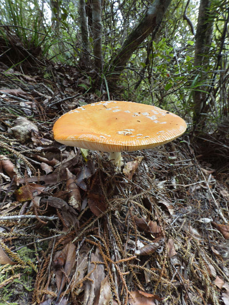 Amanita muscaria · March 2025 · photo: © jeremy_rolfe (iNaturalist, cc-by)