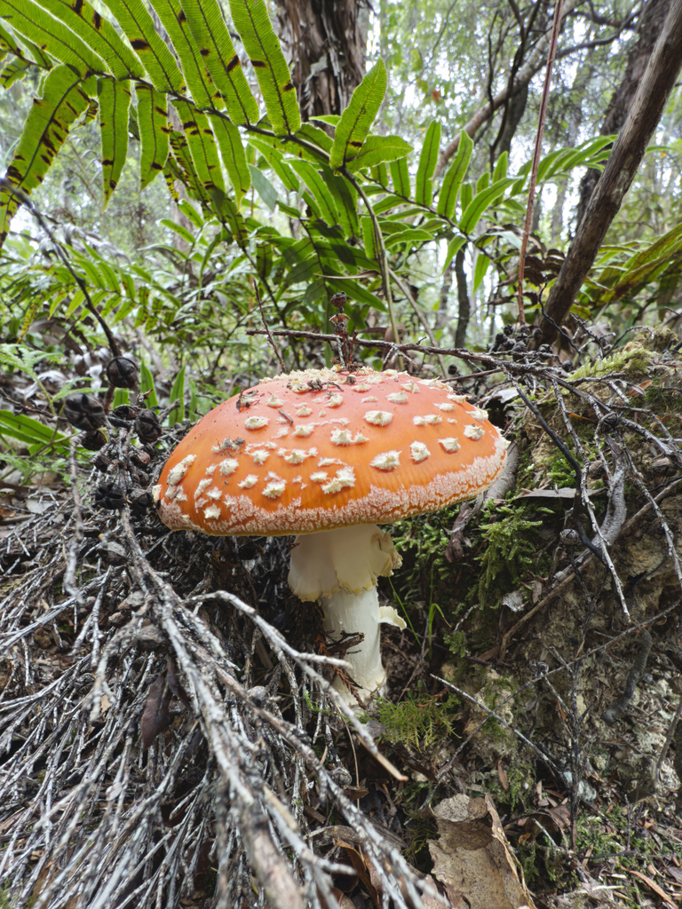 Amanita muscaria · March 2025 · photo: © jeremy_rolfe (iNaturalist, cc-by)