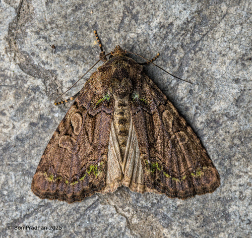 Paroligia