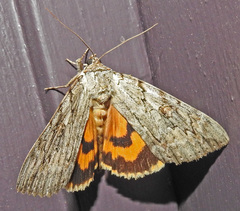 Catocala subnata