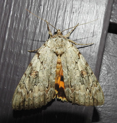 Catocala subnata