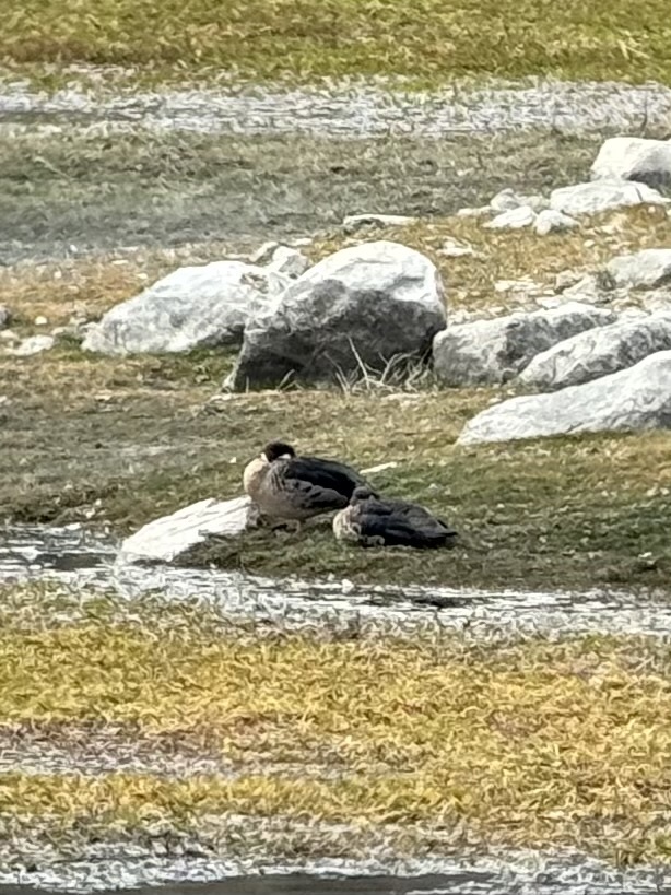 Bronze-winged Duck (Speculanas specularis), photo 7