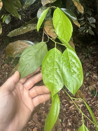 Ochanostachys amentacea observed 2025-03-28