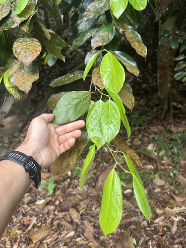 Ochanostachys amentacea, photograph 6