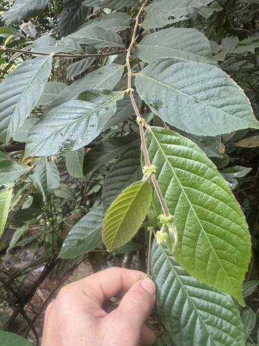Elaeocarpus stipularis observed 2025-03-28