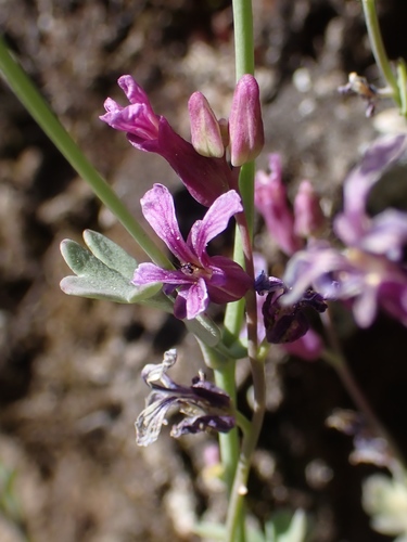 alpine jewelflower (Streptanthus gracilis)