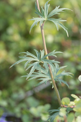 Delphinium brachycentrum