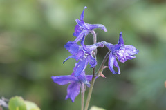 Delphinium brachycentrum