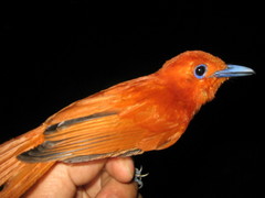 Terpsiphone cinnamomea