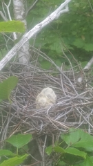 Patagioenas fasciata