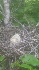 Patagioenas fasciata