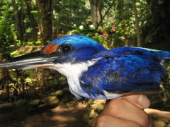 Todiramphus winchelli