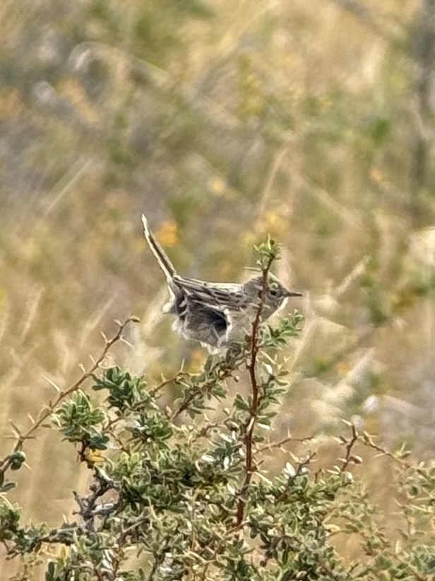 Austral Canastero (Asthenes anthoides), photo 4