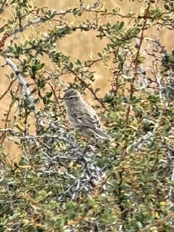 Austral Canastero (Asthenes anthoides), photo 5