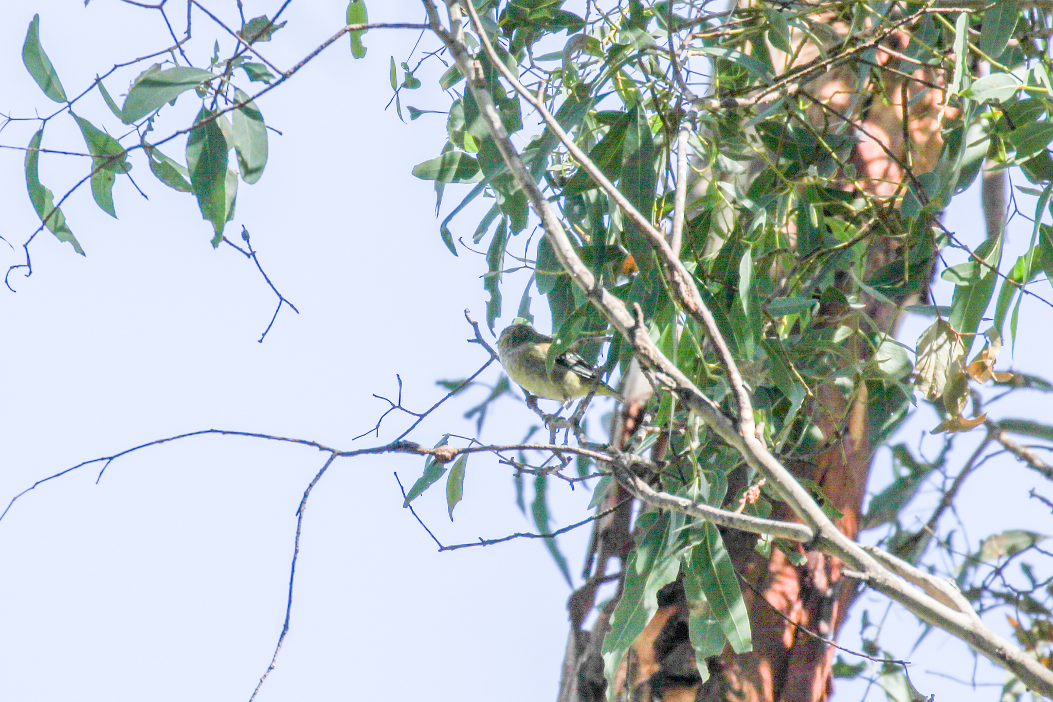 Forty-spotted Pardalote (Pardalotus quadragintus), photo 9