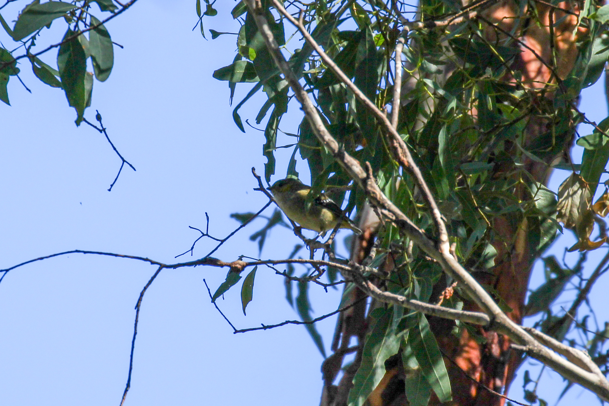 Forty-spotted Pardalote (Pardalotus quadragintus), photo 10