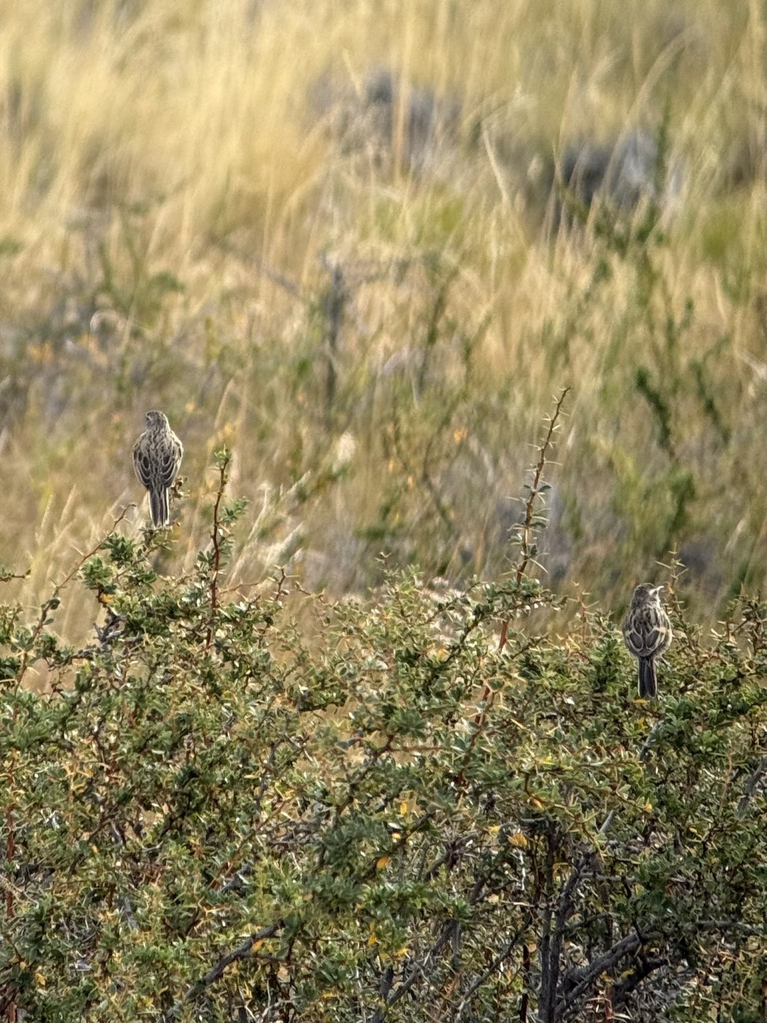 Austral Canastero (Asthenes anthoides), photo 6