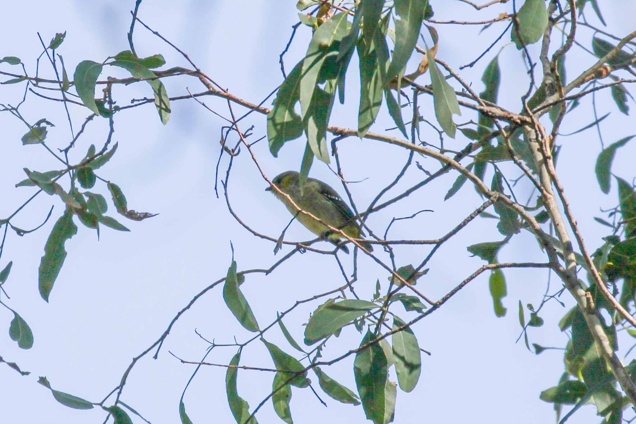 Forty-spotted Pardalote (Pardalotus quadragintus), photo 1