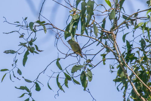 Forty-spotted Pardalote (Pardalotus quadragintus), photo 2