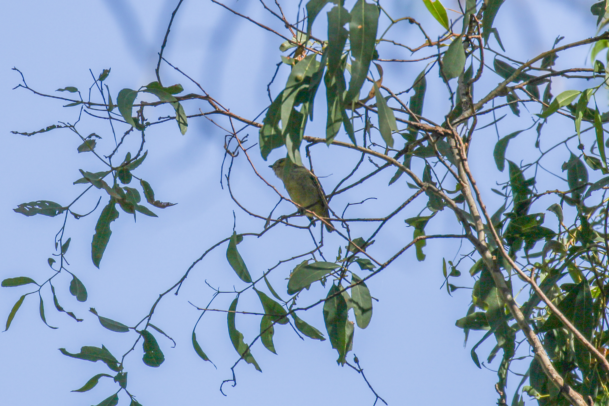 Forty-spotted Pardalote (Pardalotus quadragintus), photo 2