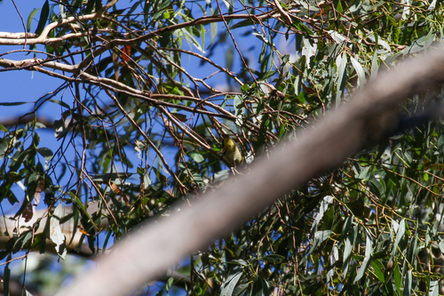 Forty-spotted Pardalote (Pardalotus quadragintus), photo 10