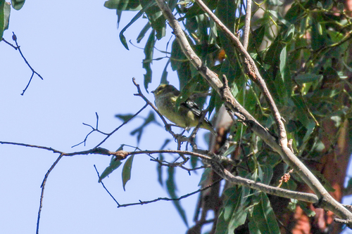 Forty-spotted Pardalote (Pardalotus quadragintus), photo 5