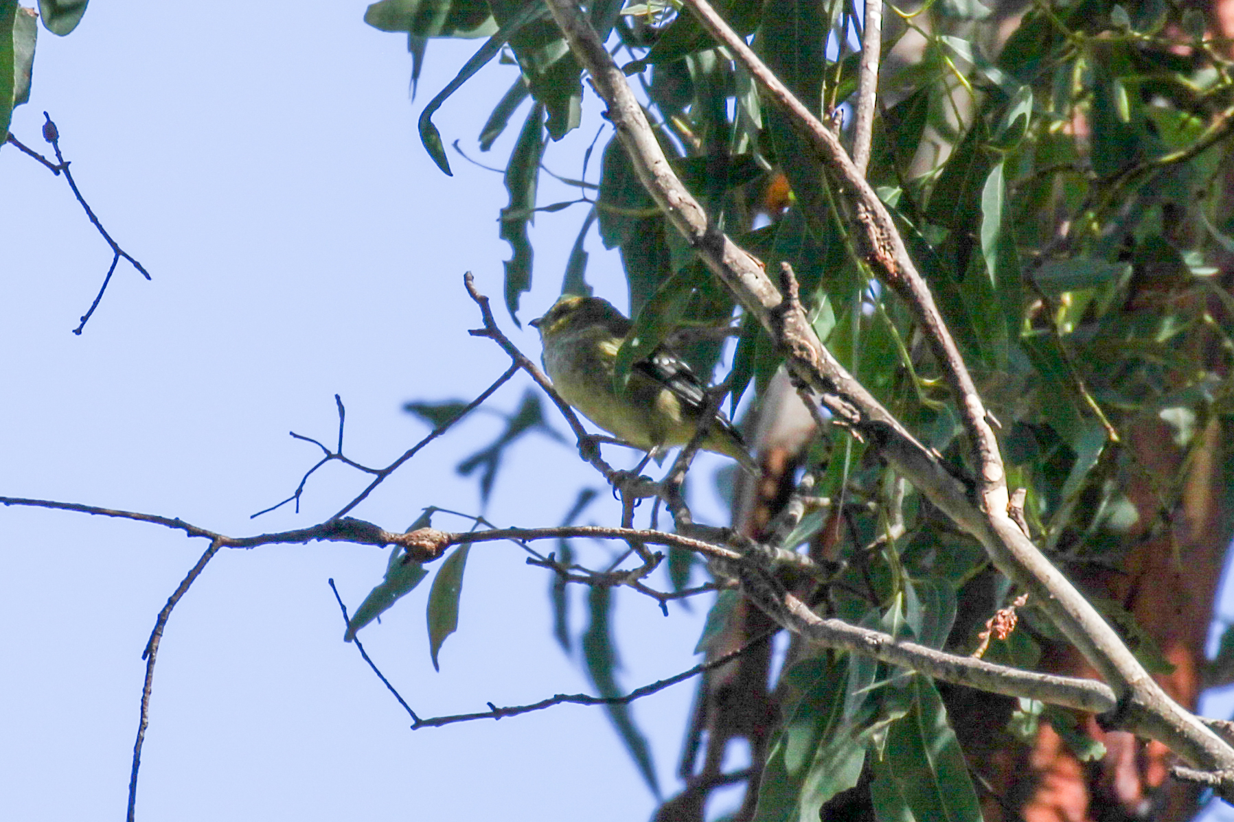 Forty-spotted Pardalote (Pardalotus quadragintus), photo 6