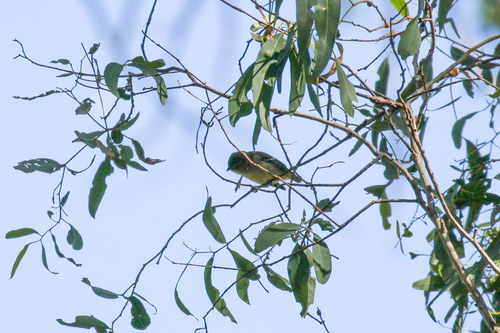 Forty-spotted Pardalote (Pardalotus quadragintus), photo 7