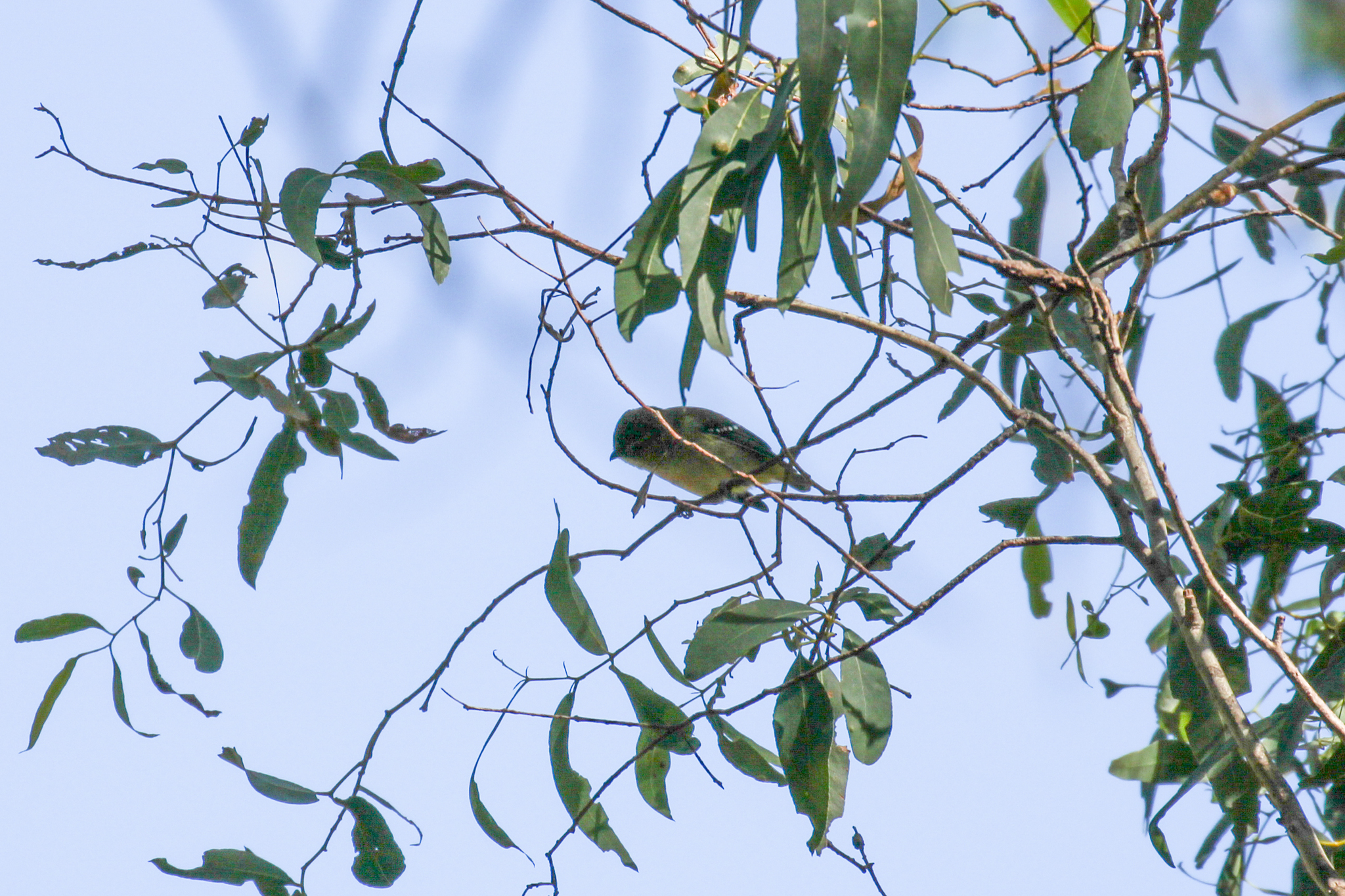 Forty-spotted Pardalote (Pardalotus quadragintus), photo 8